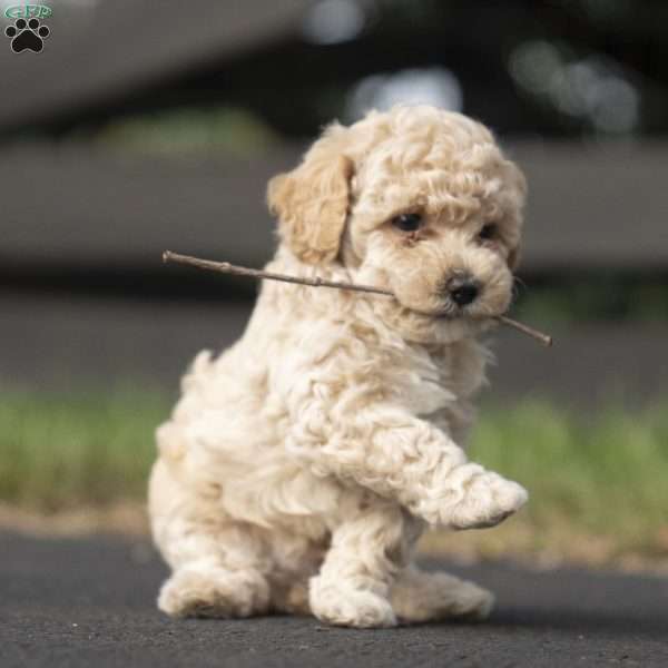 Murphy, Miniature Poodle Mix Puppy